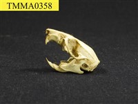 藏品(白腹鼠屬頭骨)的圖片